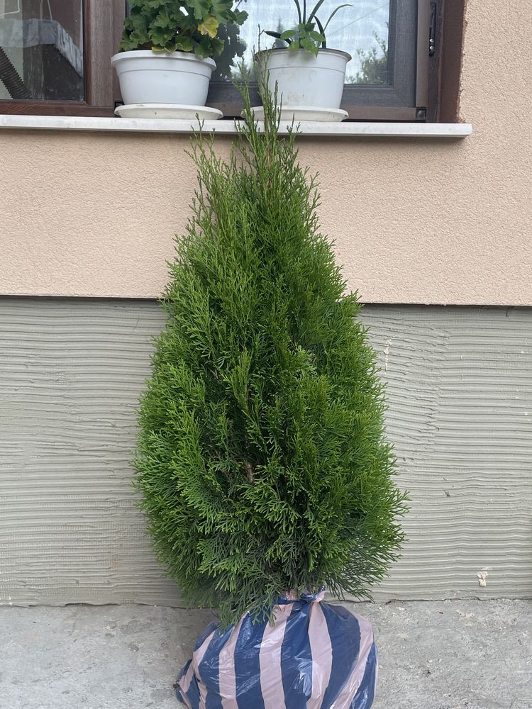 Туя смарагд