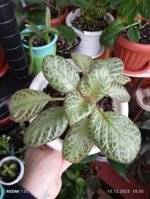 Продам цветы комнатные