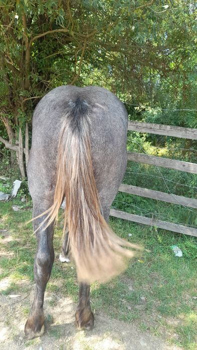 Vînd mînză sură de 1 an