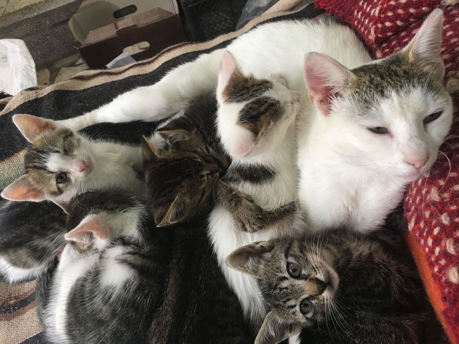 Donez pisici varsta 12saptamani