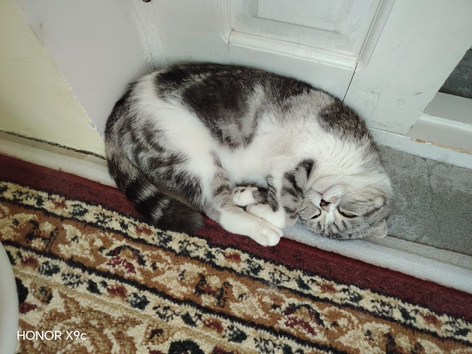 Милая кошка очень дёшево