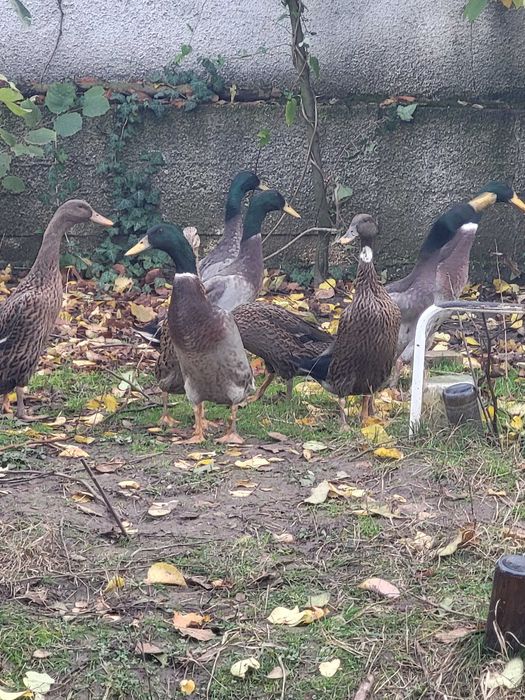 Vand oua rate indiene alergatoare ratoi