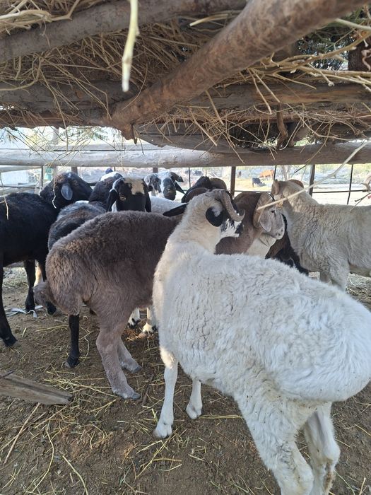 Qochqor barrallar sotiladi soglom