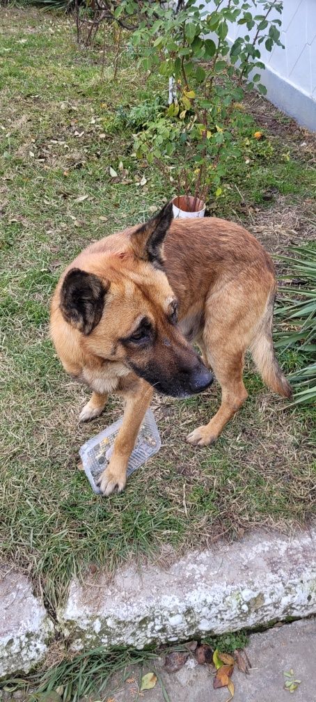 Metis de Malinois cu Ciobanesc German