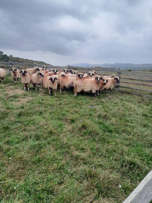 De vânzare oi breze bune