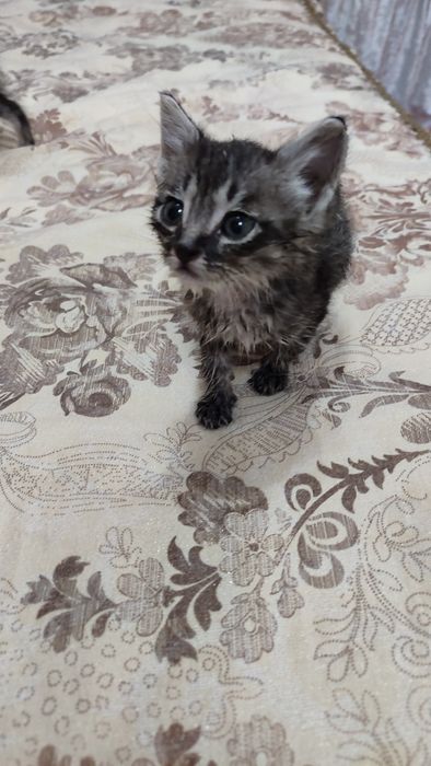 Маленький котенок