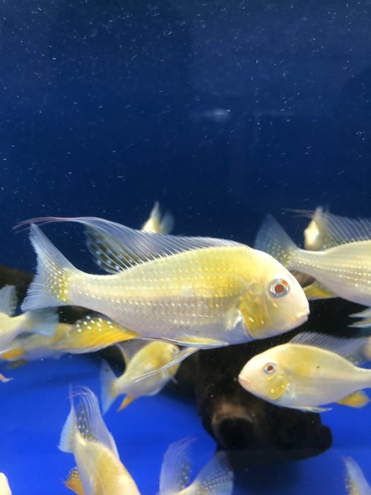 Акарихтис Хеккеля  Альбино