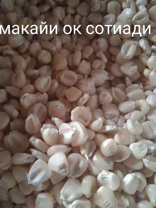 Oq makkayi sotiladi