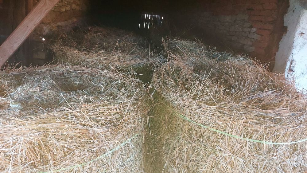 Baloti de lucerna si otrava