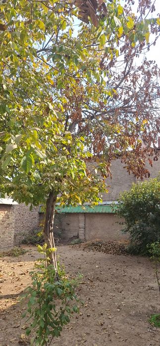 Продаются сухие дрова и дерево (орех) на сруб