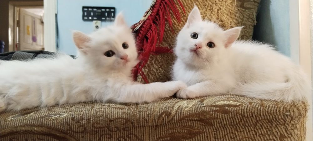 Продаются котята