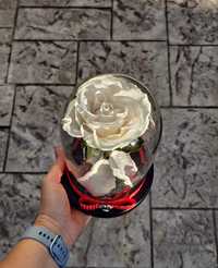 Trandafir criogenat !