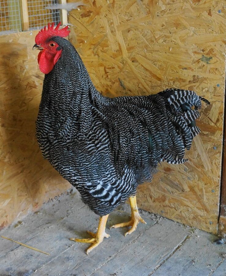 Куры плимутрок американский