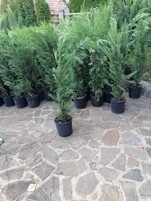 Tuia leylandi 1,6m 2,2m