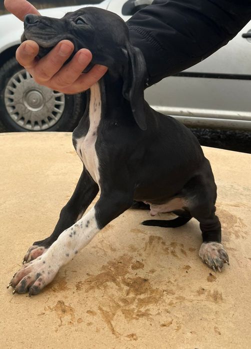 Английски пойнтер/ поинтер / пойнтерчета