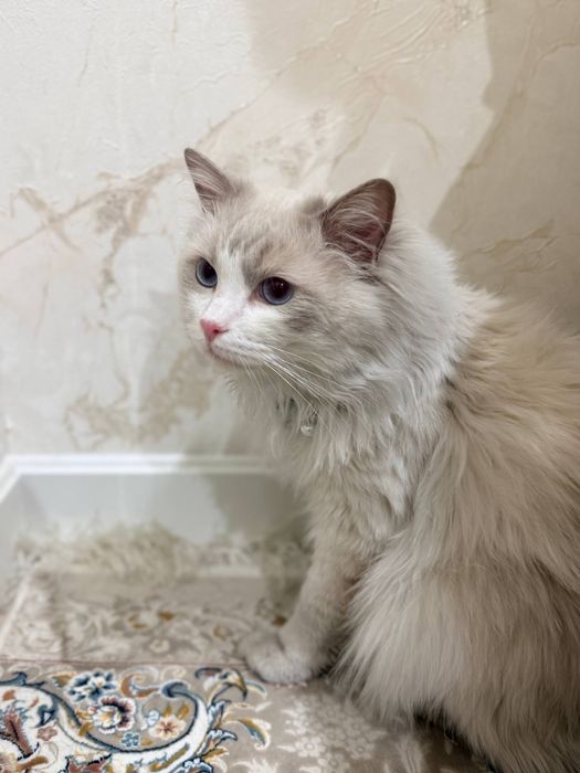 Кот породы регдолл/ ragdoll/ рэгдол