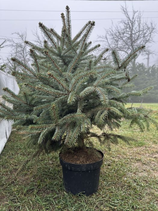 Brad la ghiveci, brazi argintii