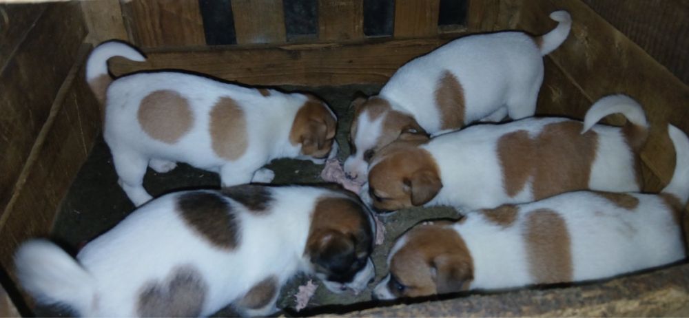 Продавам Джак Рьселчета