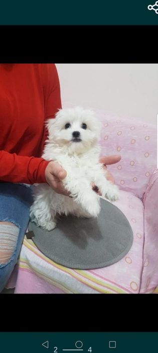 Bichon maltez băiețel mini toy