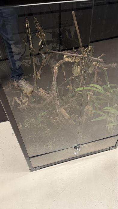 Terariu pentru cameleon – stare foarte bună