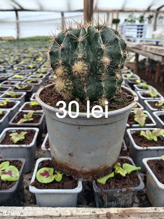 Vând cactuși, care înfloresc