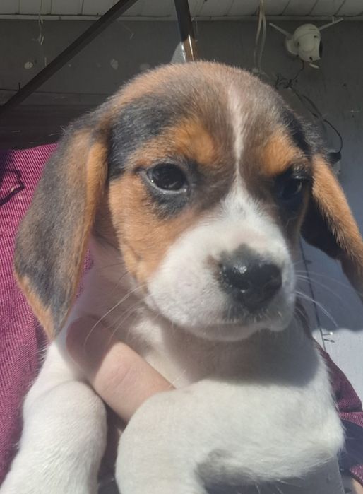 Beagle  tricolor