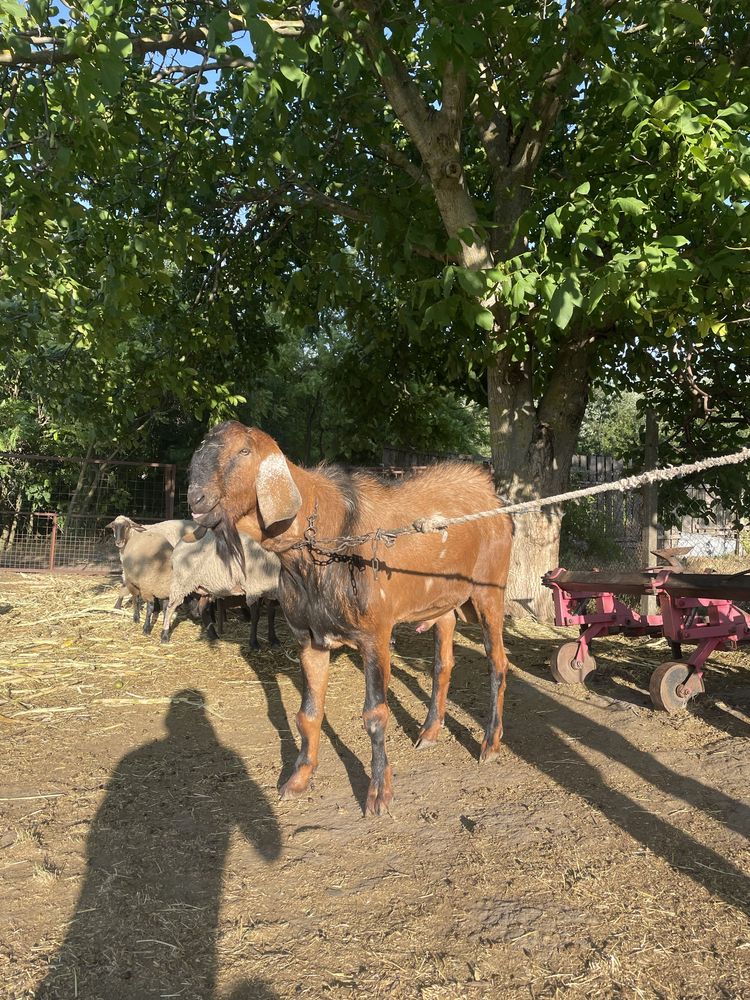 Vand țap din rasa ANGLONUBIAN sau schimb cu OI