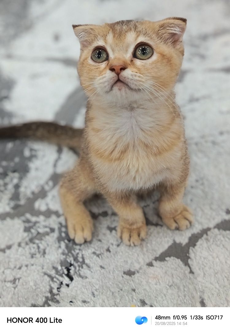Продаётся котёнок девочка