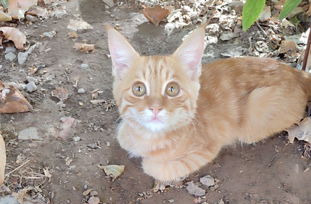 Котята,  доброму сердцу и в теплый дом.