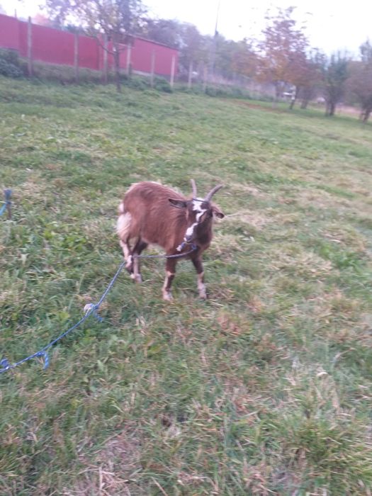 Vând capra alpina franceza