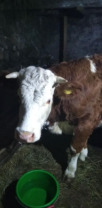 vand juninca gestanta