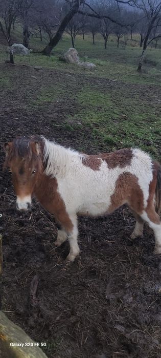 Ponei talie mijlocie