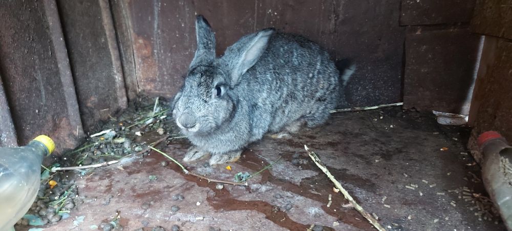 Iepurițe de vanzare