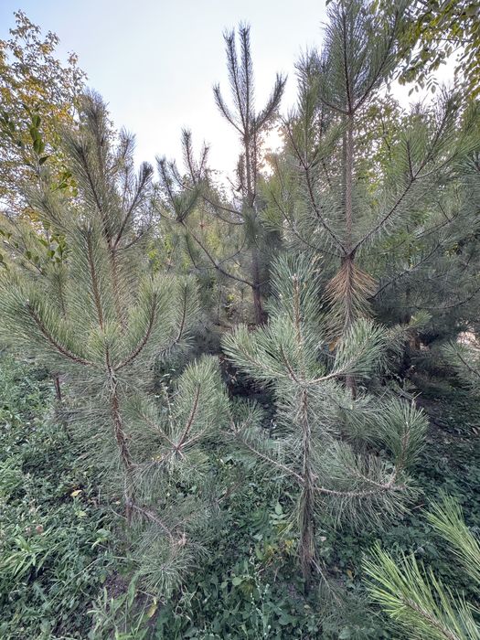 Кирим сасна арчалари сотилади