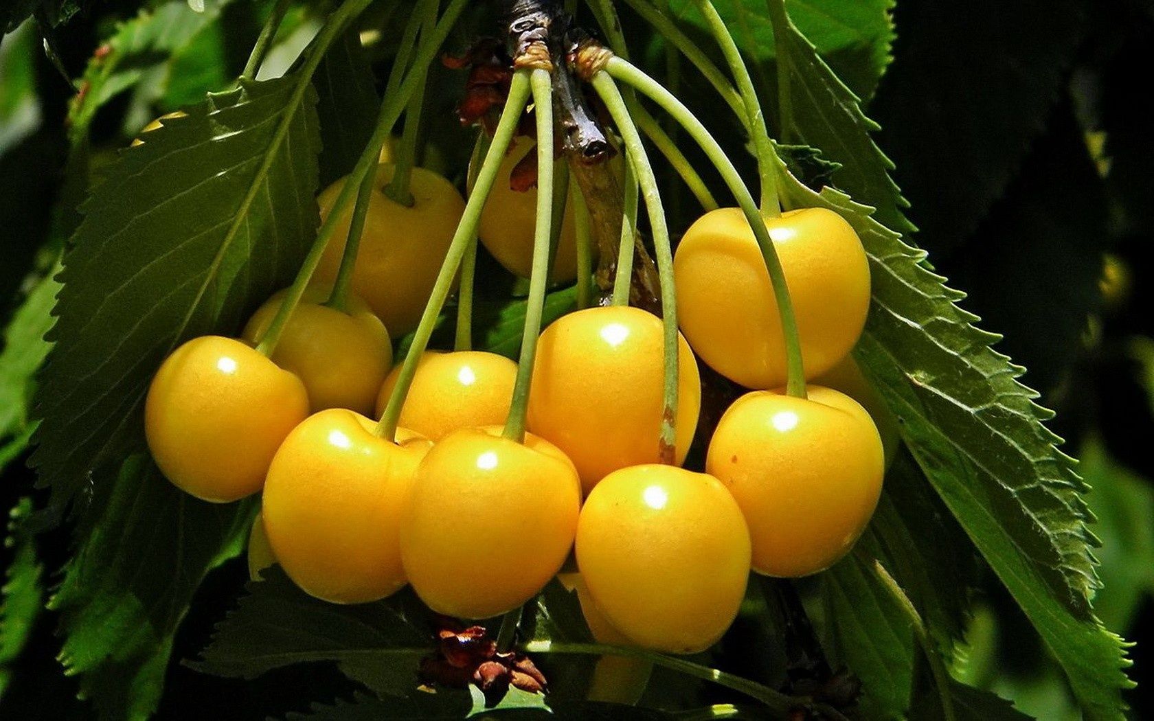 Cires Galben Donissen