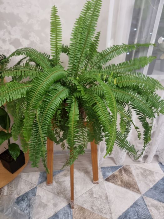 Продаю цветы.папоротник.замиакулькас.хойя.жасмин