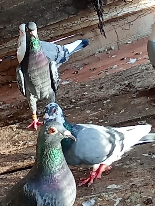 Vând porumbei voiajor de cursă și de ornament