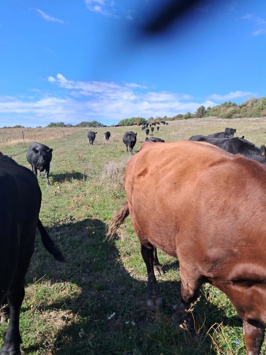 Vand vaci Aberdeen Angus