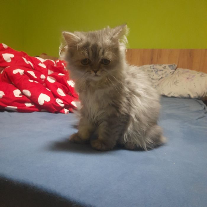 Pisicuta Persană cu pedigree