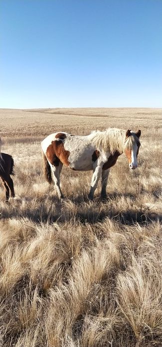 Байтал сатамын !