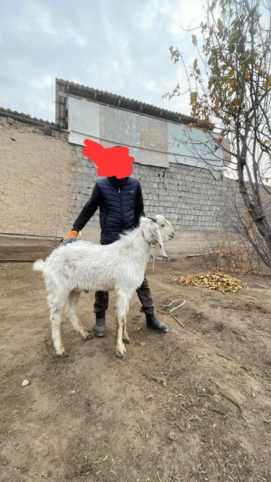 Сатылады 1 жасар