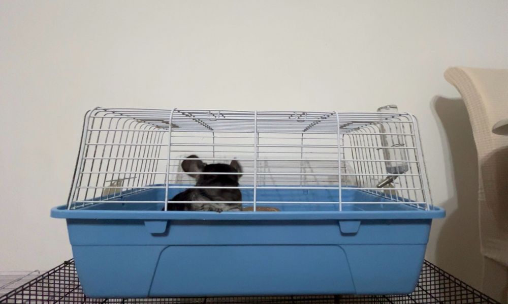 chinchilla neagra