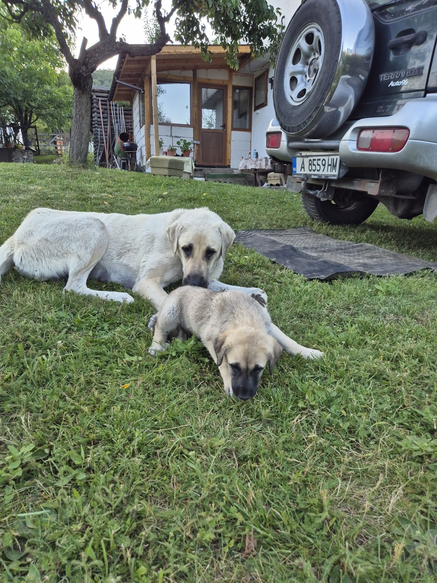 Чистокръвни кангалчета