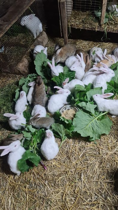Продам домашних кроликов