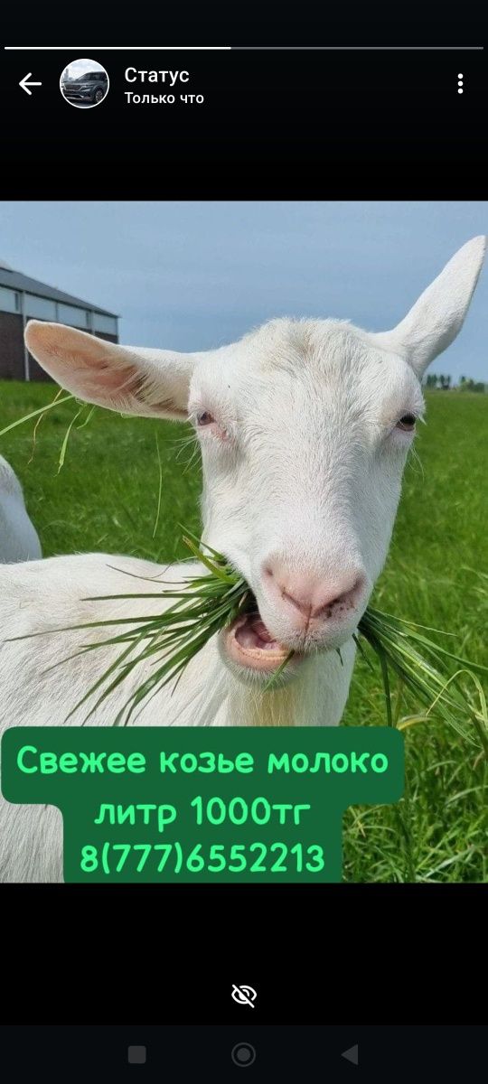 Козье молоко свежее