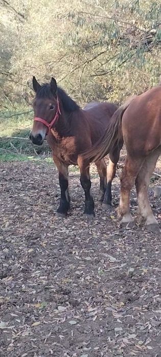 Mânzi de 5 luni și unu de un an