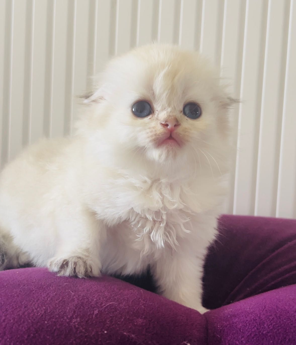 Скоттиш фолд котята