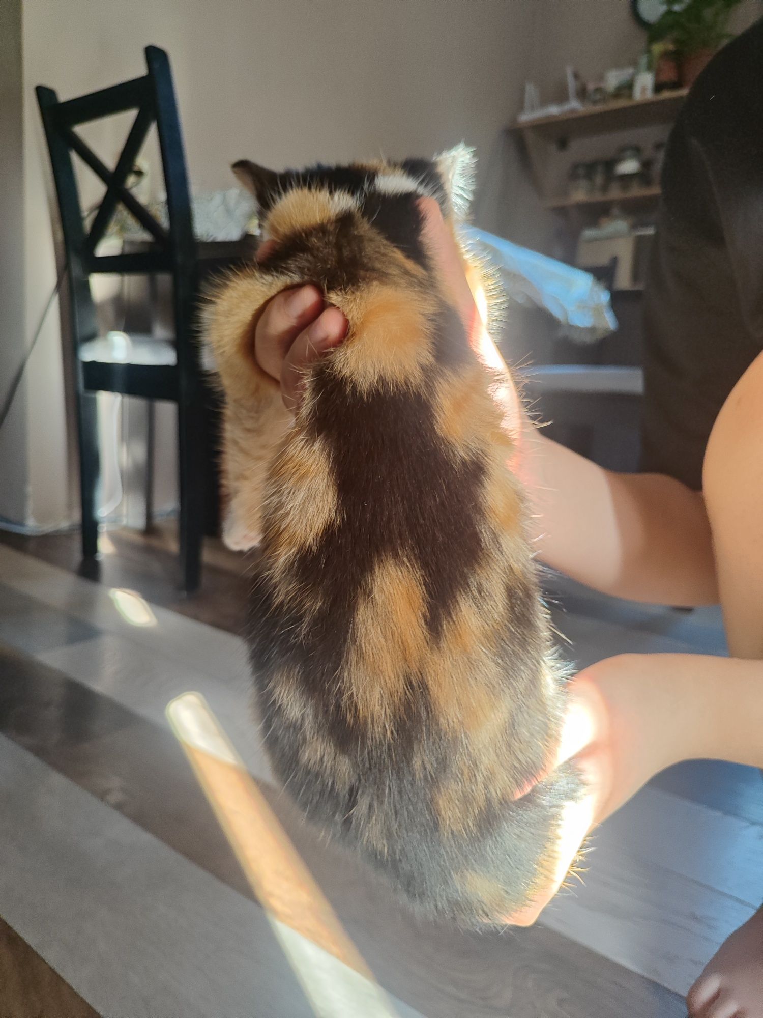 Котёночек девочка ищет дом