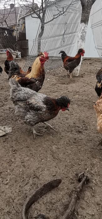 Găini moțate și nemoțate