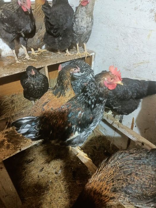 Меняю молодых петушков